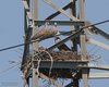 Tortora_selvatica_Lodolaio_Delta_del_Po_19_7_2014_1937sf
