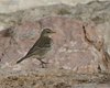 Spioncello_Foce_del_Brenta_9_1_2015_5D9A4590sf
