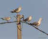 Gavina_Gabbiano_comune_Gabbiano_reale_Chioggia_6_2_2016_1505sf