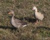 Oca_egiziana_Oca_selvatica_Isola_della_Cona_5_12_2015_++++^6015sf
