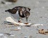 Voltapietre_Sacca_Scardovari_2016_09_10_+++++5764sf