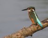 Martin_pescatore_Vallesina_29_6_2014_2752sf