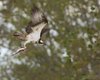 Falco_pescatore_volo_Zuccarello_18_9_2016_++++9919sf