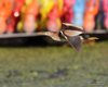 Tarabusino_volo_San_Giuliano_parco_21_7_2011_3594sf