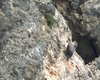 Picchio_muraiolo_Grezzana_12_2_2011_2969sf