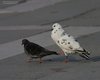 Piccione_di_città_corteg_Venezia_3_4_2009_2646sf