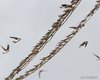 Topino_delta_del_Po_1_9_2012_1446sf