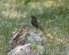 Passera_europea_Codirosso_spazzacamino_Podersdorf_12_6_2014_6662sf