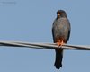 Falco_cuculo_Bonifica_Loncon_7_7_2007_2074sf