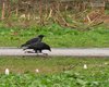 Cornacchia_nera_e_grigia_Sedico_6_11_2005_1010504sf