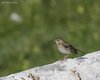 Prispolone_Monte_Pizzoc_10_7_2010_7162sf