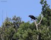 Corvo_imperiale_Monte_Prat_29_6_2013_6029sf