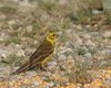 Zigolo_giallo_Tadten_12_6_2014_5427sf
