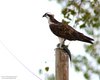 Falco_pescatore_Zuccarello_18_9_2016_9906sf