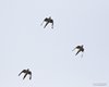 Parrocchetto_monaco_volo_Pastrengo_23_1_2016_0245sf