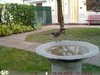 Ghiandaia_Favaro_16_10_2016_0889sf