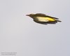Rigogolo_volo_Ventotene_24_4_2016_0160sf