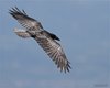 Corvo_imperiale_Monte_Grappa_8_8_2012_7092sf