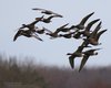 Oca_colombaccio_volo_Texel_Olanda_10_2_2015_1638sf