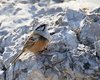 Zigolo_muciatto_Val_Rosandra_28_3_2015_9898sf