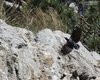 Picchio_muraiolo_volo_Sistiana_28_3_2015_8508sf