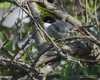 Occhiocotto_Punta_Sabbioni_25_3_2014_1493sf