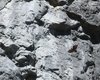 Picchio_muraiolo_volo_Verdon_Francia_23_6_2016_7845sf