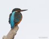 Martin_pescatore_Isola_della_Cona_30_11_2013_9388sf