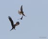 Nibbio_bruno_Falco_cuculo_Gheppio_Bonifica_Loncon_8_6_2013_5908sf