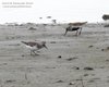 Piovanello_tridattilo_Piovanello_pancianera_Ca_Pasqua_13_5_2014_9886sf