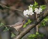 Sterpazzolina_San_Giuliano_parco_8_4_2009_3709sf