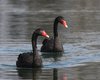 Cigno_nero_Altavilla_Vicentina_2_3_2013_7300sf