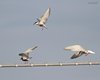 Sterna_comune_Mignattino_piombato_Boscochiaro_9_6_2012_6709sf