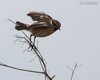 Saltimpalo_Boccasette_1_4_2013_2946sf