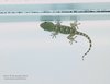 Geco_Tarentola_mauritanica_Mestre_via_G_Bella_5_9_2016_+++_094148sf