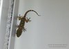 Geco_Tarentola_mauritanica_Mestre_via_G_Bella_5_9_2016_+++_093632_fram1