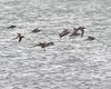 Pettegola_volo_Totano_moro_delta_del_Po_5_3_2016_8197sf