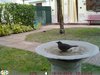 Merlo_Favaro_16_10_2016_0911sf