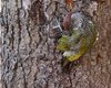 Picchio_verde_Favaro_15_8_2012_0760SF