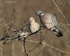 Colombaccio_Tortora_dal_collare_Valle_Morosina_12_1_2016_6751sf