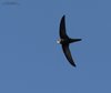 Rondone_pallido_volo_Parco_san_Giuliano_17_8_2010_2532sf
