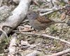 Passera_scopaiola_Gaggio_Oasi_16_2_2008_9166sf