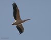 Pellicano_Marghera_5_1_2007_7469sf