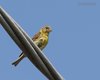 Verzellino_Lio_Piccolo_15_8_2013_1603sf