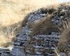 Picchio_muraiolo_Malga_Lessinia_28_11_2015_4357sf