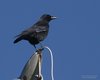 Cornacchia_nera_Crans_Montana_Svizzera_16_10_2016_0302sf