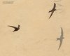 Rondone_pallido_volo_Venezia_30_7_2016_1313sf