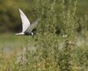 Mignattino_piombato_volo_Isola_della_Cona_5_7_2014_5748sf