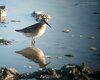 Gambecchio_frullino_Isola_della_Cona_8_9_2012_2012-09-08 18