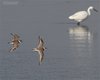 Corriere_grosso_volo_Sacca_Scardovari_11_10_2014_0087sf